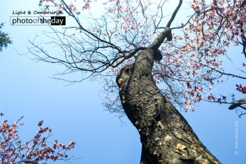 Spring and the Tree by Fidan Nazim Qizi - Photo of the Day, Photojournalism, Art Photography, Photography Awards, Online Photography Courses