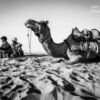 A Man, a Boy, and a Camel by Shirren Lim - Photojournalism, Black and White Photography, Award Winning Photography, Documentary Photography, Photography Awards