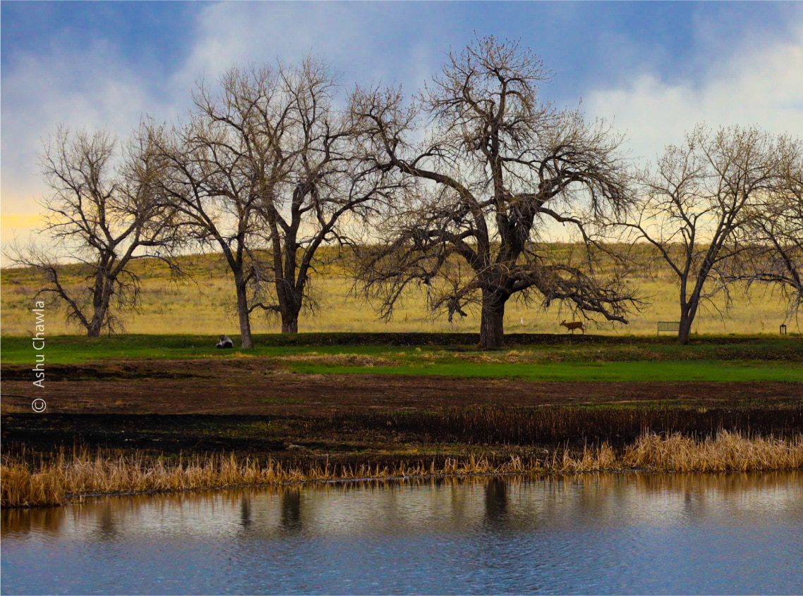 Nature Photography, Photography Awards, Photo of the Day, Wildlife Photography, Art Photography - A Deer in the Woods by Ashu Chawla A Deer in the Woods by Ashu Chawla - Nature Photography, Photography Awards, Photo of the Day, Wildlife Photography, Art Photography