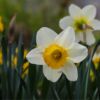 Daffodils - A Symbol of New Beginnings by Ashu Chawla - Nature Photography, Close-up Photography, Photo of the Day, Photography Awards, Art Photography