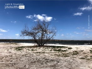 The Power Tree by Sasha Lytvinenko