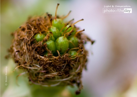 Secrets of Nature by Kirsten Bruening - Close-up Photography, Nature Photography, Photography Awards, Photo of the Day, Online Photography Courses