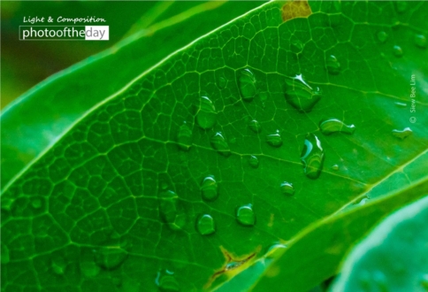 Soursop Leaves by Siew Bee Lim - Close-up Photography, Nature Photography, Photo of the Day, Photography Awards, Light & Composition University