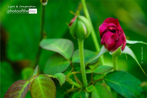 A Red Rose by Siew Bee Lim - Award-Winning Photography, Close-Up Photography, Art Photography, Photo of the Day, Photography Awards