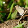 Lesser Grass Blue, Close-up Photography, Nature Photography, Photo of the Day, Photography Awards – Lesser Grass Blue by Siew Bee Lim Lesser Grass Blue by Siew Bee Lim - Lesser Grass Blue, Close-up Photography, Nature Photography, Photo of the Day, Photography Awards
