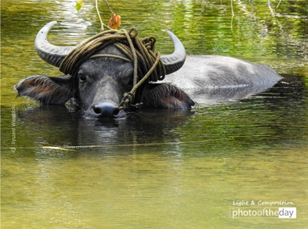 Water Buffalo by Ryszard Wierzbicki - Wildlife Photography, Water Buffalo, Photojournalism, Photography Awards, Photo of the Day