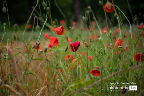 Summer Dream by Kirsten Bruening - Nature Photography, Award Winning Photography, Photo of the Day, Art Photography, Photography Awards