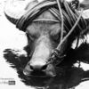 Water Buffalo Photography, Photojournalism, Wildlife Photography, Photography Awards, Art Photography – Carabao Reflected by Ryszard Wierzbicki Carabao Reflected by Ryszard Wierzbicki - Water Buffalo Photography, Photojournalism, Wildlife Photography, Photography Awards, Art Photography