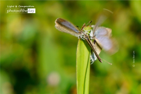 Gathering by Siew Bee Lim - Photojournalism, Nature Photography, Close-up Photography, Photography Awards, Light & Composition University