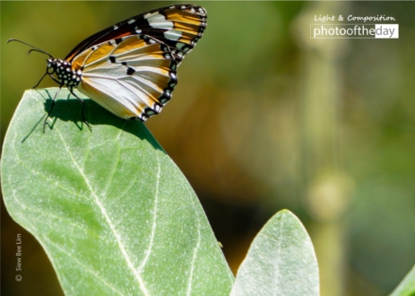 Plain Tiger by Siew Bee Lim - Photojournalism, Nature Photography, Close-up Photography, Photography Awards, Light & Composition University