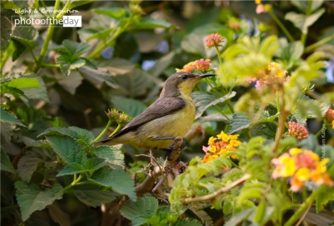 Vision by Shubham Katiya - Wildlife Photography, Photo of the Day, Photography Awards, Online Photography Courses, Art Photography