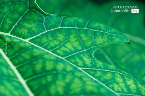 Papaya Leaf by Siew Bee Lim - Close-up Photography, Nature Photography, Art Photography, Photo of the Day, Photography Awards
