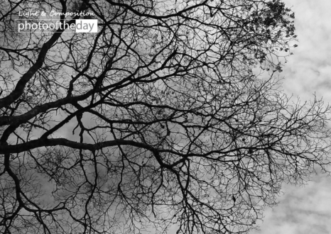 Autumn Sky by Conrado Krainer - Photo of the Day, Photography Awards, Art Photography, Black and White Photography, Autumn Photography