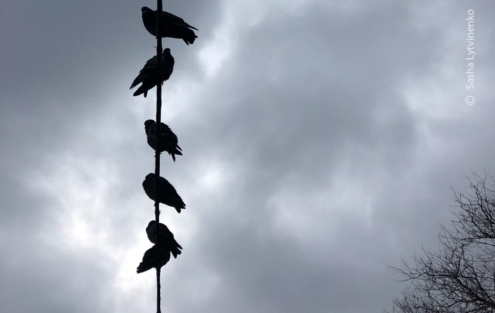 The Power Tree by Sasha Lytvinenko - Nature Photography, Photo of the Day, Photography Awards, Art Photography, Online Photography Courses