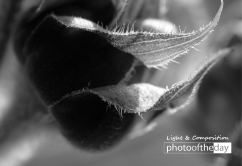 Sunflowers by Kirsten Bruening - Sunflower Photography, Close-Up Photography, Photo of the Day, Art Photography, Photography Awards