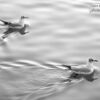 Wildlife Photography, Photo of the Day, Photography Awards, Art Photography, Online Photography Courses – Birds on the River by Zahra Vatan Parast Birds on the River by Zahra Vatan Parast - Wildlife Photography, Photo of the Day, Photography Awards, Art Photography, Online Photography Courses