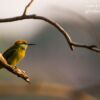 Green Bee-Eater and the Rays of Sun by Sarthak Pattanaik - Wildlife Photography, Photo of the Day, Green Bee-Eater, Photography Awards, Art Photography