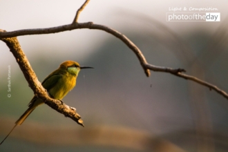 Green Bee-Eater and the Rays of Sun by Sarthak Pattanaik