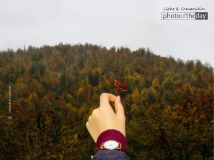 Mother of the Leaf by Erfaneh Nikpendar - Art Photography, Color Photography, Photo of the Day, Photography Awards, Online Photography Courses