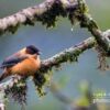 Lonely Bird in the Cold Himalayas by Sarthak Pattanaik - Wildlife Photography, Himalayan Photography, Bird Photography, Award Winning Photo, Photo of the Day
