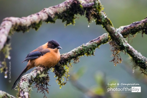 Lonely Bird in the Cold Himalayas by Sarthak Pattanaik - Wildlife Photography, Himalayan Photography, Bird Photography, Award Winning Photo, Photo of the Day