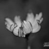 Flower Dreams by Kirsten Bruening - Photo of the Day, Art Photography, Close-up Photography, Black and White Photography, Photography Awards