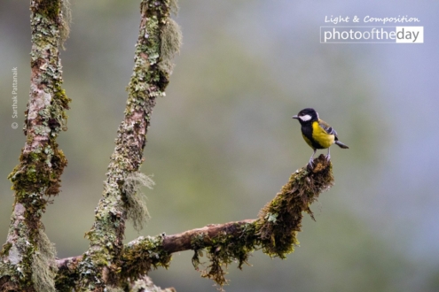 Green-Backed Tit in a Winter Morning by Sarthak Pattanaik - Wildlife Photography, Nature Photography, Bird Photography, Green-Backed Tit, Photo of the Day