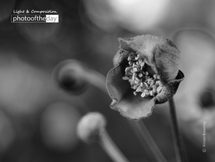 Early Beauties by Kirsten Bruening - Award-winning photography, Photo of the Day, Close-up Photography, Art Photography, Photography Awards