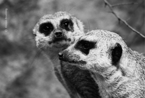 Little Friends by Kirsten Bruening - Wildlife Photography, Photo of the Day, Photography Awards, Art Photography, Online Photography Courses