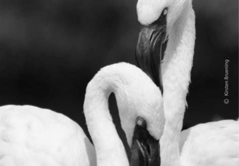 Flirting Flamingos by Kirsten Bruening - Wildlife Photography, Photo of the Day, Photography Awards, Art Photography, Flamingos
