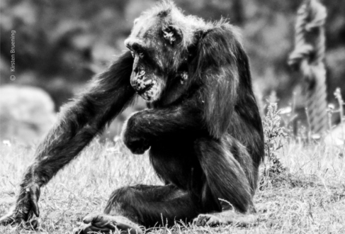 Chimpanzees Our Closest Relatives by Kirsten Bruening - Wildlife Photography, Chimpanzee Photography, Photo of the Day, Award Winning Photography, Nature Photography