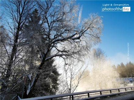 Frost Mist by Marianne Vahl - Nature Photography, Photography Awards, Photo of the Day, Art Photography, Online Photography Courses