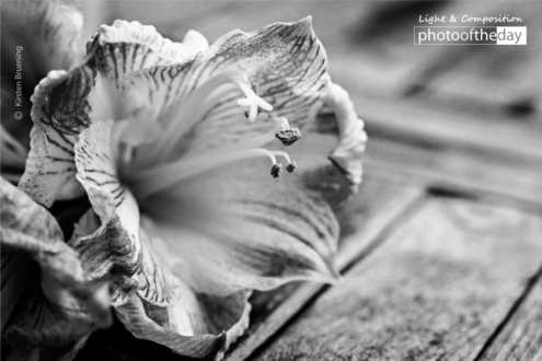 Catch the Light by Kirsten Bruening - Photojournalism, Black and white photography, Close-up Photography, Photography Awards, Light & Composition University