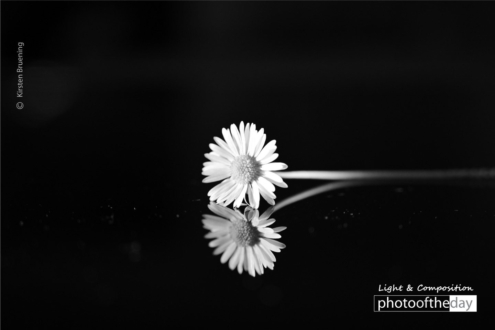 Reflection by Kirsten Bruening - Close-up Photography, Art Photography, Photo of the Day, Photography Awards, Light & Composition University