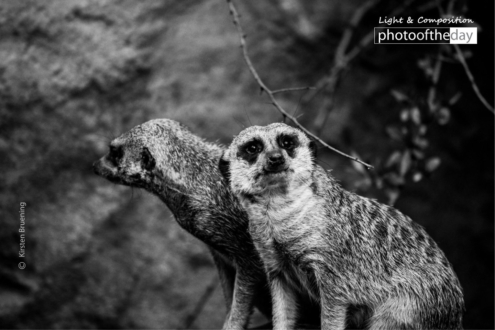 Fairy Tales by Kirsten Bruening - Close-up Photography, Award Winning Photography, Photo of the Day, Kirsten Bruening, Art Photography