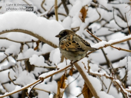 Tree Sparrow on Black Mulberry by Sarvenaz Saadat - Wildlife Photography, Tree Sparrow, Photo of the Day, Photography Awards, Online Photography Courses