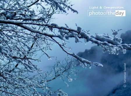 Diamond Tree by Sarvenaz Saadat - Nature Photography, Award Winning Photography, Photo of the Day, Sarvenaz Saadat, Photography Awards