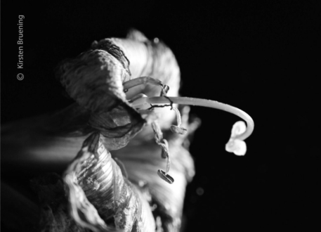 Are You Afraid of Death? by Kirsten Bruening - Award-Winning Photography, Close-Up Photography, Photo of the Day, Kirsten Bruening, Light & Composition University