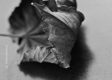 Remember by Kirsten Bruening - Photojournalism, Close-up Photography, Art Photography, Photography Awards, Photo of the Day