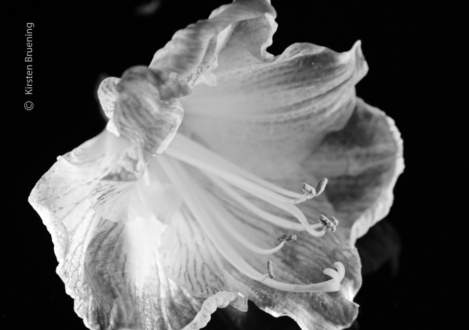 Beautiful Flowers by Kirsten Bruening - Photojournalism, Photography Awards, Close-up Photography, Art Photography, Flower Photography