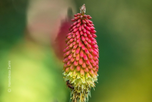 Red Hot Pokers by Hamidreza Zarini - Photojournalism, Close-up Photography, Nature Photography, Photography Awards, Light & Composition