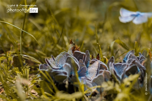 Flight by Martin Stoimenov - Photojournalism, Photography Awards, Close-up Photography, Art Photography, Photo of the Day