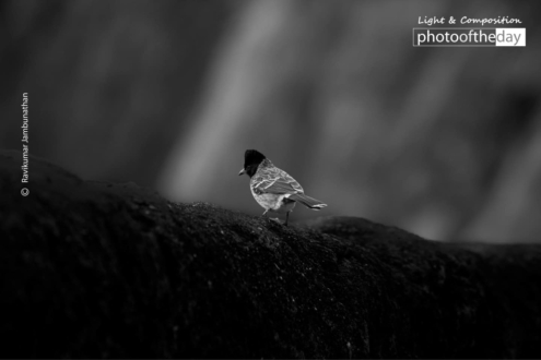 Black Headed Tanager by Ravikumar Jambunathan - Black-Headed Tanager, Wildlife Photography, Nature Photography, Photo of the Day, Photography Awards
