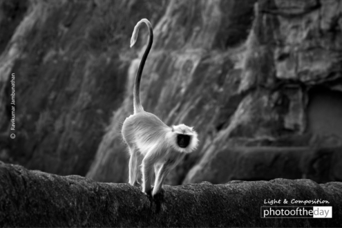 Grey Langur by Ravikumar Jambunathan - Wildlife Photography, Photojournalism, Photography Awards, Grey Langur, Ravikumar Jambunathan
