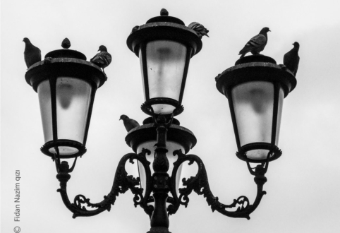 Pigeons by Fidan Nazim Qizi - Photojournalism, Black and White Photography, Photography Awards, Photo of the Day, Fidan Nazim Qizi