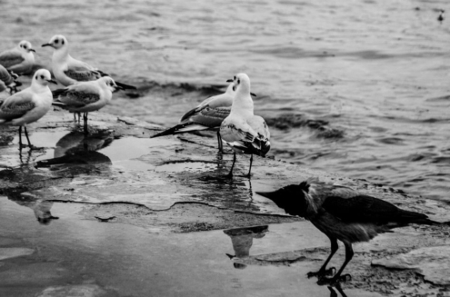 The Crow by Fidan Nazim Qizi - Photojournalism, Art Photography, Black and White Photography, Photography Awards, Photo of the Day