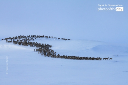 Reindeer in Winter Landscape by Frank Ivar Hansen - Reindeer Photography, Winter Landscape Photography, Nature Photography, Photo of the Day, Award Winning Photography