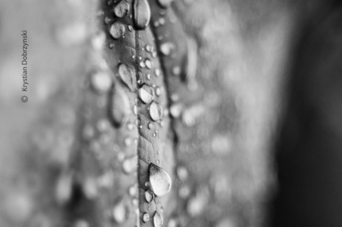 Wet by KD - Macro Photography, Award Winning Photography, Photo of the Day, Close-Up Photography, Photography Awards