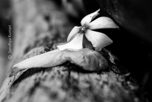 From Lifeless to Life by Sandhya Kumari - Close-up Photography, Art Photography, Photo of the Day, Photography Awards,  Photography Education