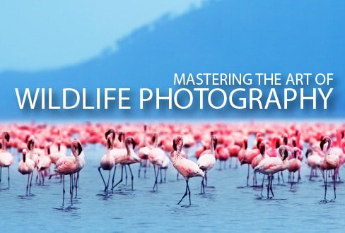Mastering the Art of Wildlife Photography - wildlife photography, online photography courses, photography education, nature photography, photography masterclass